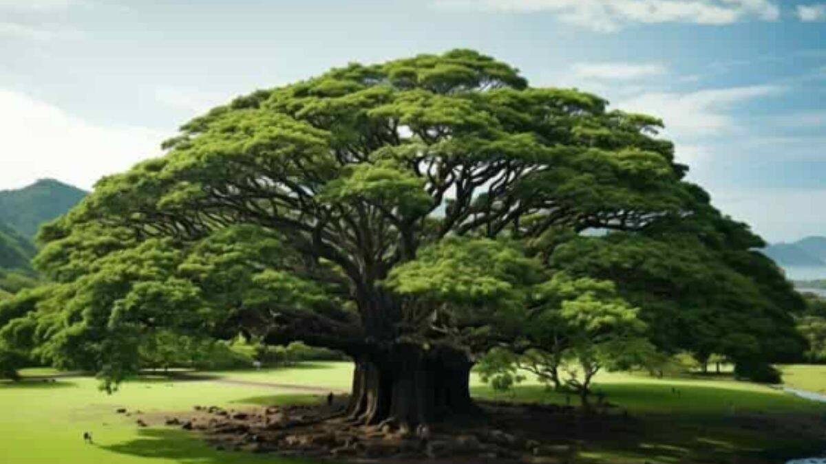 Knowledge Story Trees in this state of India get government pension ...