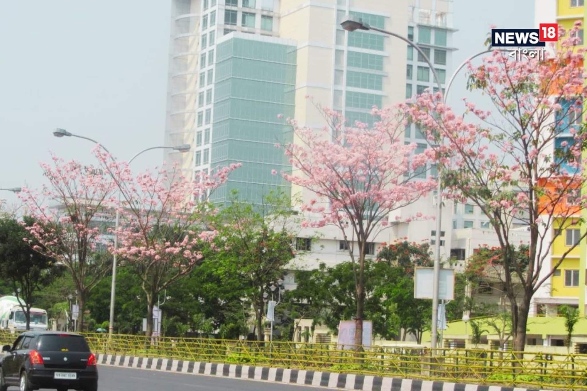 ‘বসন্ত এসে গেছে’! তবে কী ফাইনালি বিদায় নিচ্ছে শীত? সোমবার থেকে বড় বদল আবহাওয়া