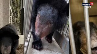 এশিয়াটিক কালো ভল্লকুদের উদ্ধার করে চিকিত্সা হল ‘বনতারা’-য় এশিয়াটিক কালো ভল্লকুদের উদ্ধার করে চিকিত্সা হল ‘বনতারা’-য়