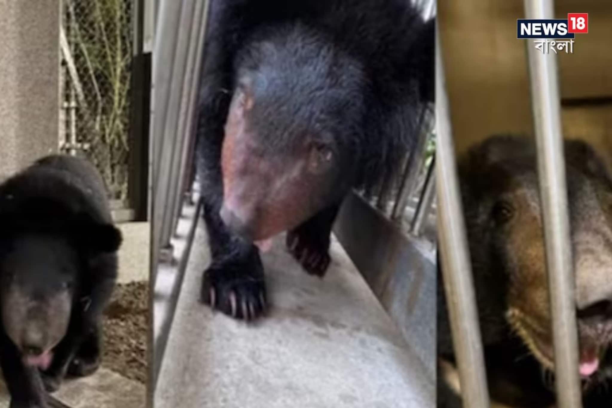 অপুষ্টিতে ভুগতে থাকা এশিয়াটিক কালো ভল্লকুদের উদ্ধার করে চিকিত্‍সা ‘বনতারা’-য়