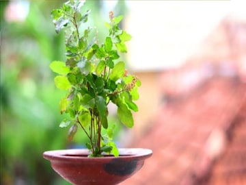 তুলসি গাছের আশপাশে এই ৬ জিনিস ভুলেও রাখবেন না, তছনছ হবে সংসার, পথের ভিখারি হবেন তুলসি গাছের আশপাশে এই ৬ জিনিস ভুলেও রাখবেন না, তছনছ হবে সংসার, পথের ভিখারি হবেন