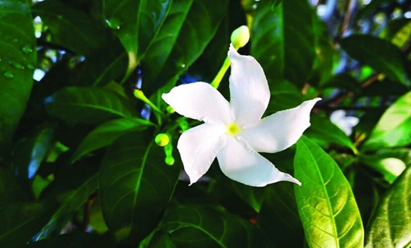 গাছের গোড়া যাতে শুকিয়ে না যায়, সেটা খেয়াল রাখবেন। আবার টগরগাছের গোড়ায় জল জমলেও সেটা ক্ষতিকর।