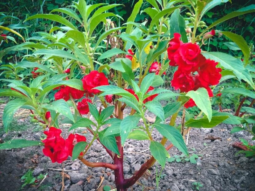 দোপাটিগাছ সব সময় রোদে রাখবেন। কখনওই ছায়ায় রেখে দোপাটি গাছ বড় করবেন না। 