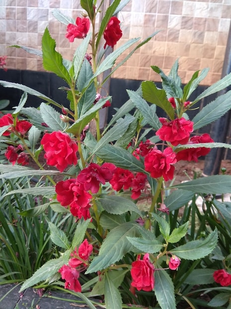 ৫০ শতাংশ মাটির সঙ্গে ২৫ শতাংশ লালবালি এবং ২৫ শতাংশ গোবরসার মিশিয়ে নিতে হবে। 