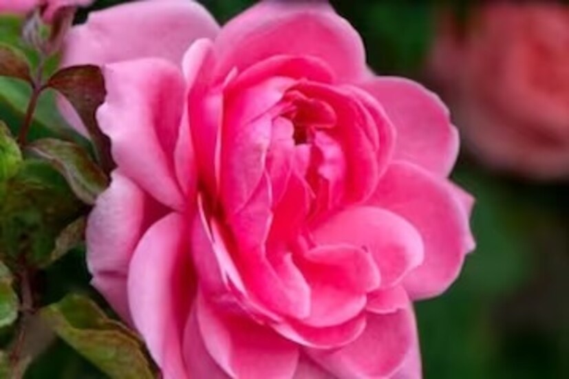 গোলাপের পাপড়ি রান্নায় দেওয়া হয়। গোলাপের পাপড়ি শুকিয়ে তৈরি করা হয় গুলকন্দ। এই উপকরণের ভেষজ উপকারিতার গুরুত্ব প্রচুর। বলছেন পুষ্টিবিদ রুজুতা দ্বিবেকর।