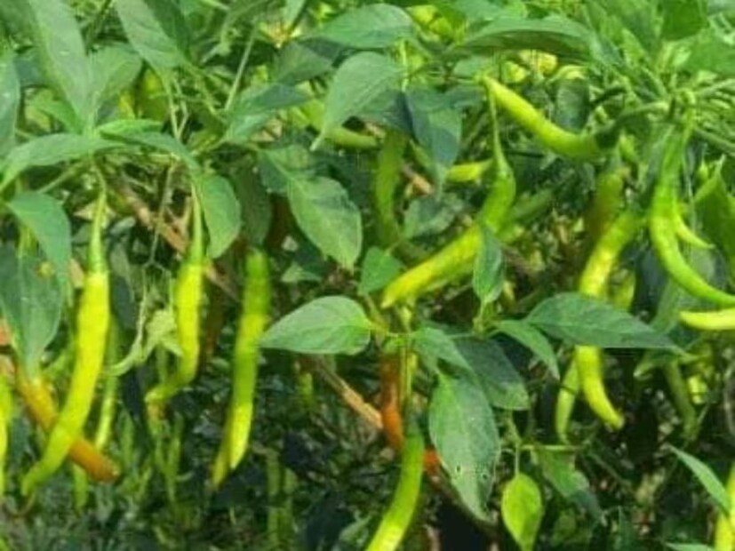 লঙ্কাগাছের জন্য মাটি ঝুরঝুরে হতে হবে। মাটিতে জল দাঁড়ালে চলবে না। দোআঁশ মাটি ৫০%, কম্পোস্ট ৪০%, বালি ১০% নিন। গাছে দিন গোবরসার, খোলপচা সার বা ভার্মিকম্পোস্ট।