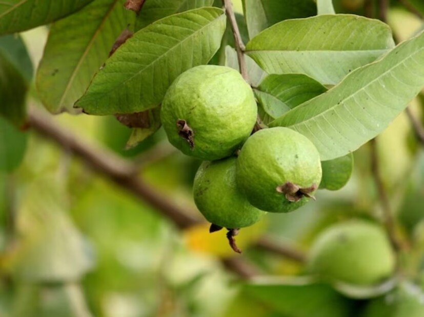 পেয়ারায় প্রোটিন ও ফাইবার আছে প্রচুর পরিমাণে। ফলে ঘন ঘন খিদে পাওয়ার প্রবণতা দূর হয়। কম মিষ্টি পাকা পেয়ারা ওজন কমাতে কার্যকর।