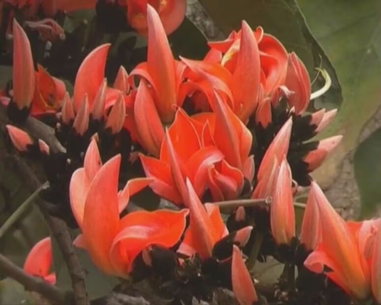 গেঁটে বাত, ত্বকের সমস্যা দূর করতে পলাশফুল উপকারী। কারণ এতে আছে অ্যাস্ট্রিনজেন্ট। 