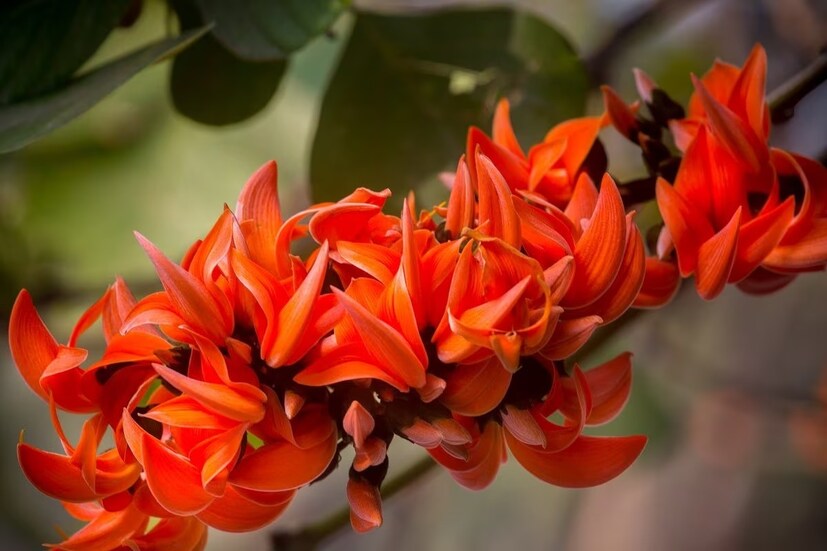 পলাশফুল ব্যবহার করা হয় লিভারের সুস্থতা বজায় রাখতেও। কিডনির পাথর উপশমেও পলাশফুল প্রয়োগ করা হয়। 