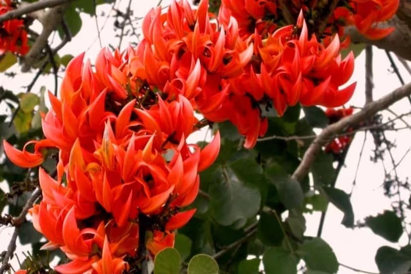 কৃমিনাশক হিসেবেও পলাশের বীজ খুবই উপকারী। ডায়রিয়া উপশমেও পলাশগাছের ছাল খুবই কার্যকর।