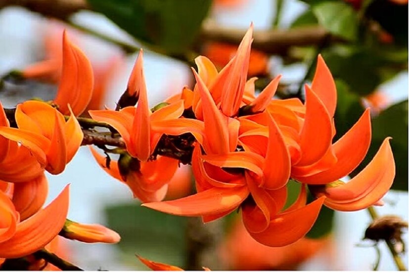 পলাশফুলে আছে ডিয়্যুরেটিক এবং অ্যান্টিমাইক্রোবিয়াল বৈশিষ্ট্য। পলাশের বীজ ব্লাড সুগারের মাত্রা নিয়ন্ত্রণ করে। ডাক্তারের ওষুধ খাওয়ার পাশাপাশি ডায়েটে রাখুন পলাশের বীজ।