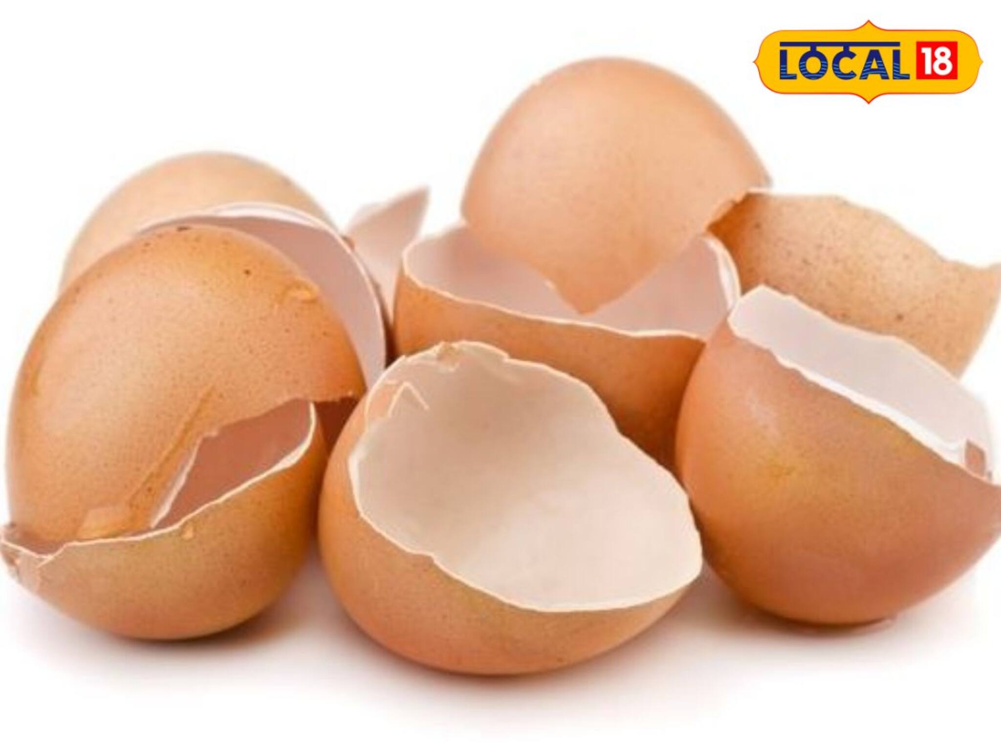 ডিম খাওয়ার পর খোসা ফেলে দিচ্ছেন! কী ভুল করছেন জানেন না!