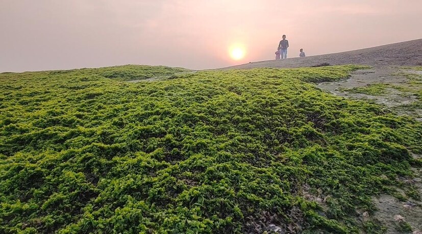 ওল্ড দিঘার এক এবং দুই নম্বর ঘাটে সমুদ্র সৈকত ধারে পাথরের ঢালাই করা ঘাটে এই শ্যাওলা তৈরি হয়েছে৷ জোয়ারের সময় ওই শ্যাওলার উপর দিয়ে হাঁটতে গিয়ে সমুদ্রে তলিয়ে প্রাণহানির ঘটনাও ঘটেছে৷ 
