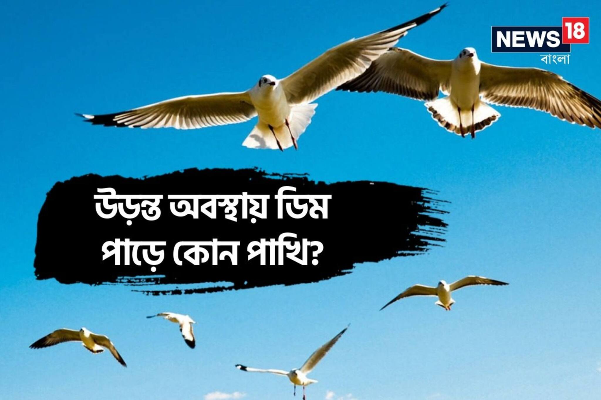 Knowledge Story: বলুন তো, উড়ন্ত অবস্থায় ডিম পাড়ে কোন পাখি? বাচ্চাও ফোটে শূন্যে