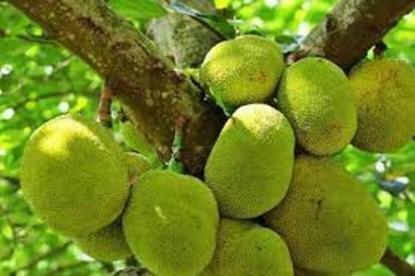 বসন্ত বাতাসে জমিয়ে খান এঁচোড়ের আমিষ বা নিরামিষ পদ। 