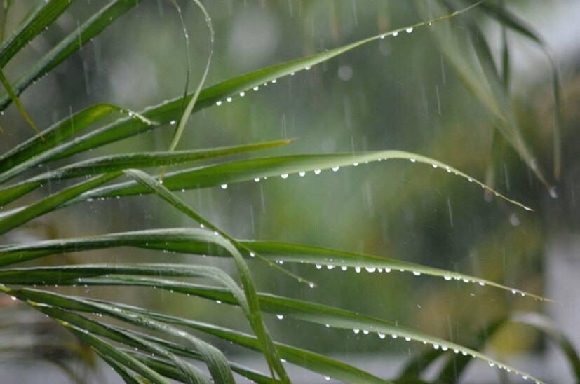 দার্জিলিং, কালিম্পং, জলপাইগুড়ি, আলিপুরদুয়ার, কোচবিহার-সহ উত্তরবঙ্গের একাধিক শহরে হালকা বৃষ্টি হবে শুক্রবার। 