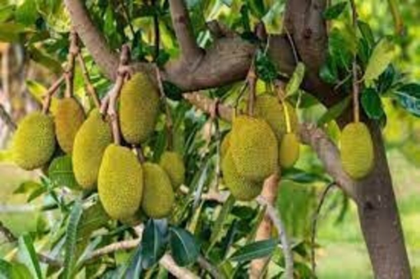 এঁচোড়ে আছে ভিটামিন এ৷ দৃষ্টিশক্তি ভাল রাখে এই উপাদান৷ রেটিনার ক্ষতি রোধ করার পাশাপাশি চোখের সার্বিক স্বাস্থ্যেরও খেয়াল রাখে৷