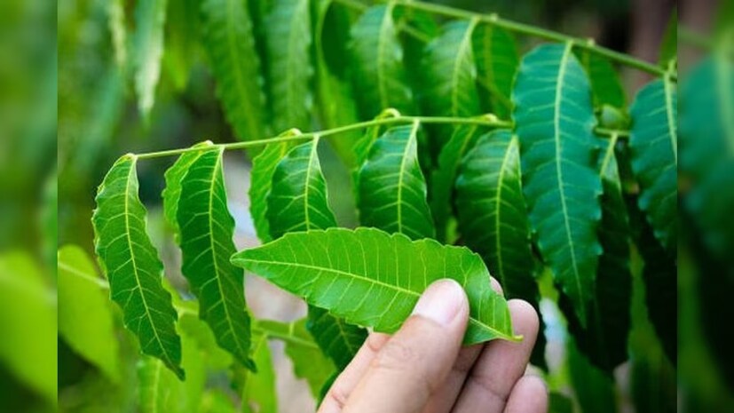এ সময় মুচমুচে নিমপাতা ভাজা বা নিমবেগুন ভাজা দিয়ে ভাত মেখএ খেতে খুব ভাল লাগে৷ নিমপাতায় অ্যান্টিঅক্সিড্যান্ট, অ্যান্টিইনফ্লেম্যাটরি, অ্যান্টি মাইক্রোবিয়াল বৈশিষ্ট্য প্রচুর পরিমাণে আছে৷