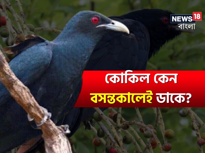 বসন্ত এসে গিয়েছে। আবহাওয়ার মুড বদলের আগেই যিনি বছর বছর এই ঘোষণা করেন তিনি আর কেউ নয়, কোকিল পাখি। কোকিল, যা এশিয়ান কোয়েল নামেও পরিচিত, আর তার মিষ্টি সুরেলা ডাক বিশ্বের বহু জায়গায় বসন্তকালের চিহ্ন হিসেবে ধরা দেয়।