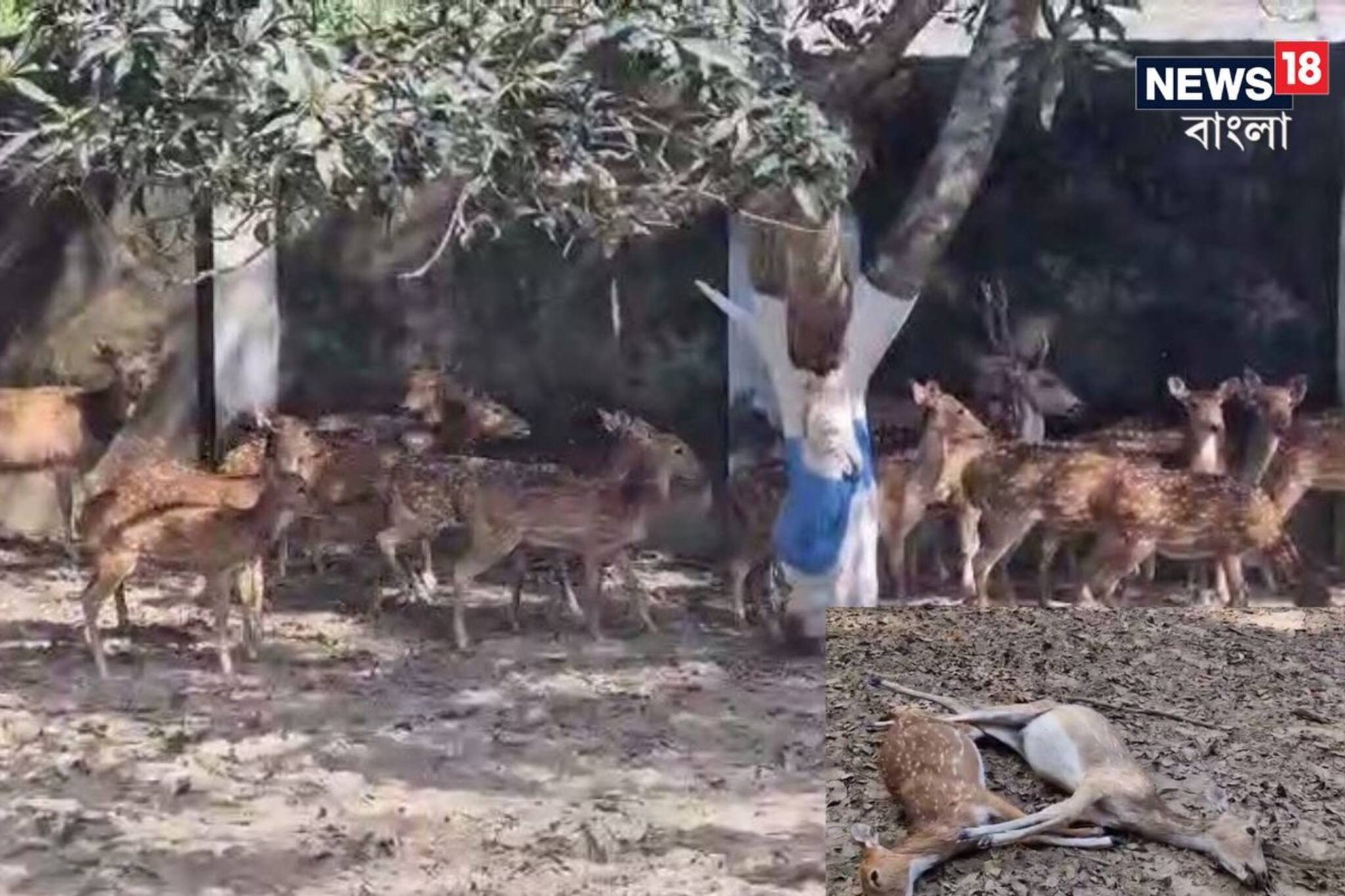 দুঃসংবাদ! মালদহে ডিয়ার পার্কে দুই হরিণের মৃত্যু, অসুস্থ আরও এক