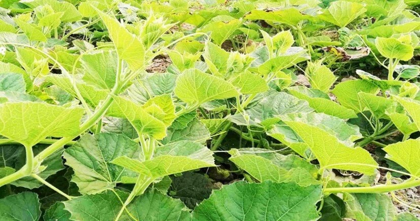 দৃষ্টিশক্তি বাড়ায়ঃলাউ শাকে রয়েছে বিটা ক্যারোটিন, লুটেইন, এবং জিয়াজ্যান্থিন নামক উপাদান। লুটেইন এবং জিয়াজ্যান্থিন দৃষ্টিশক্তি বাড়ায় এবং চোখের নানা ধরণের রোগ প্রতিরোধ করে। আবার এর বিটা ক্যারোটিন রোগ প্রতিরোধ ক্ষমতাও বাড়ায়। 
