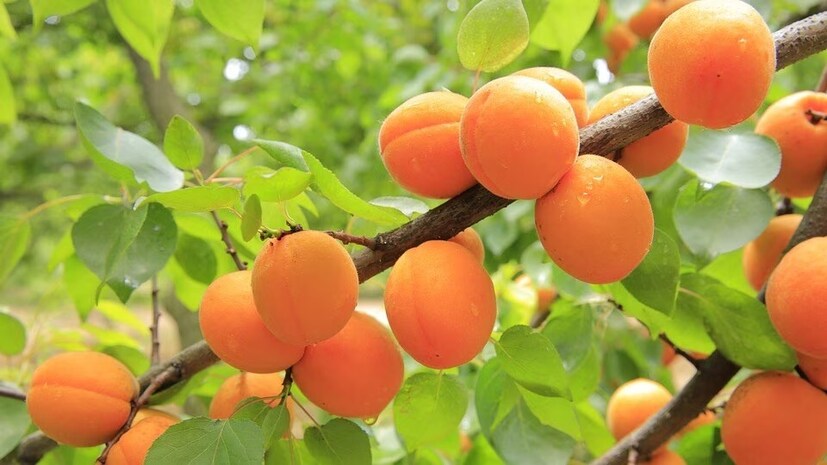 শুকনো অ্যাপ্রিকটে প্রচুর আয়রন ও ভিটামিন সি আছে৷ এর ফলে রক্তে আয়রন শোষণ বজায় থাকে সঠিক মাত্রায়৷