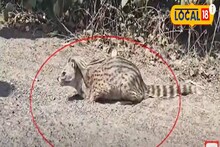ব্যস্ত শহরের রাস্তায় ওটা কি বসে? দেখেই অবাক সকলে