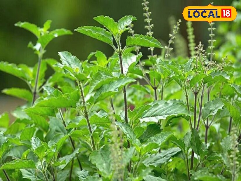 আয়ুষ মেডিক্যাল অফিসার ডঃ পার্থ সারথী রায় জানান, তুলসী আদা পিঁপুল মরিচ ষষ্ঠীমধুর ক্বাথ চায়ের মতো সেবন  করলে সারবে কাশির ধাত।