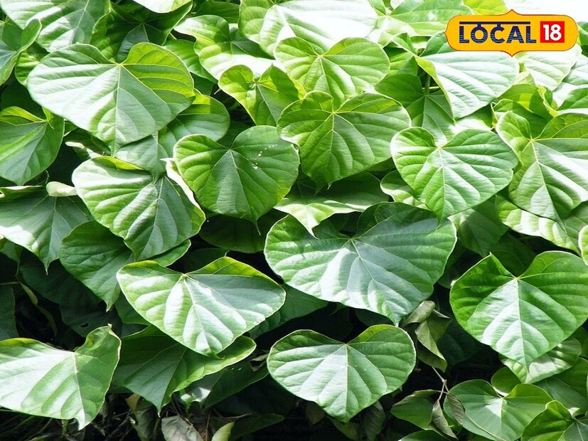 গুলঞ্চ লতা তিন চার পিস ভিজিয়ে রেখে রোজ সকালে খেলে কোলেস্টেরল কমে যাবে। 