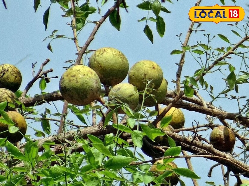 কচি বেলের পিস স্লাইস করে শুকিয়ে রেখে দিন। সেগুলি ভিজিয়ে খেলে আমাশয়ের সমস্যা দূর হবে। 