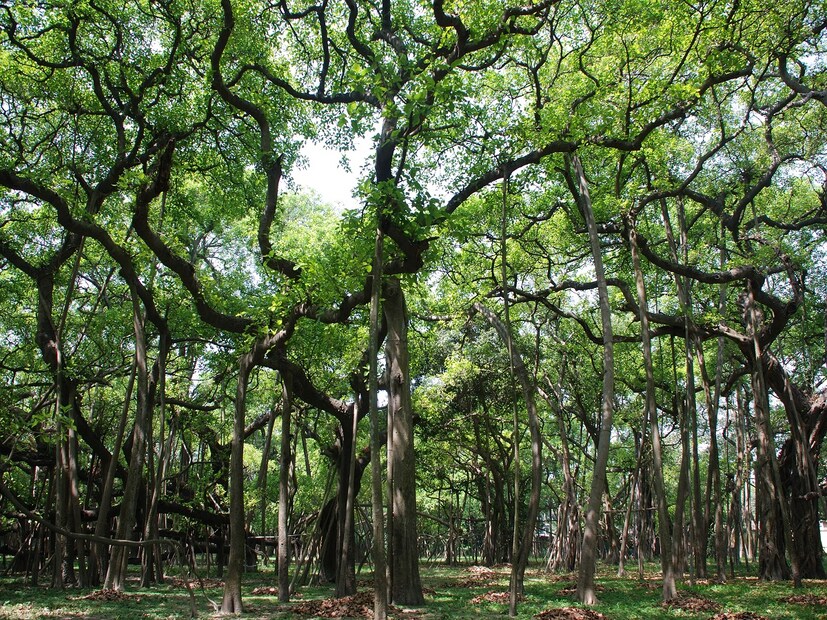 *বটগাছের দুধে অ্যান্টি-ব্যাকটেরিয়াল, অ্যান্টি-ইনফ্লেমেটরি এবং অ্যান্টি-ফাঙ্গাল বৈশিষ্ট্য রয়েছে, যা ত্বকের অ্যালার্জির লক্ষণ যেমন চুলকানি, ফোলাভাব, লালভাব, জ্বালা ইত্যাদি কমাতে খুবই উপকারী। এটি অ্যালার্জি সৃষ্টিকারী ছত্রাকও ধ্বংস করে। সংগৃহীত ছবি। 