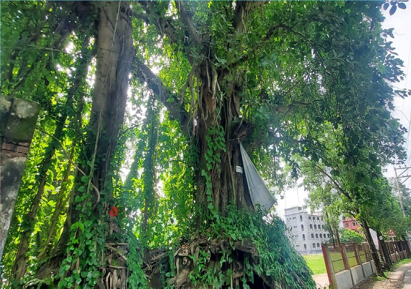 *ডাক্তার দীক্ষিত আরও বলেন, তুলো ভিজিয়ে বটের দুধ ফোঁড়া বা ব্রণযুক্ত স্থানে লাগালে আরাম পাওয়া যায়। এই দুধের সঙ্গে বাতাসা মিশিয়ে খেলেও শরীরের দুর্বলতা কাটে। সংগৃহীত ছবি। 