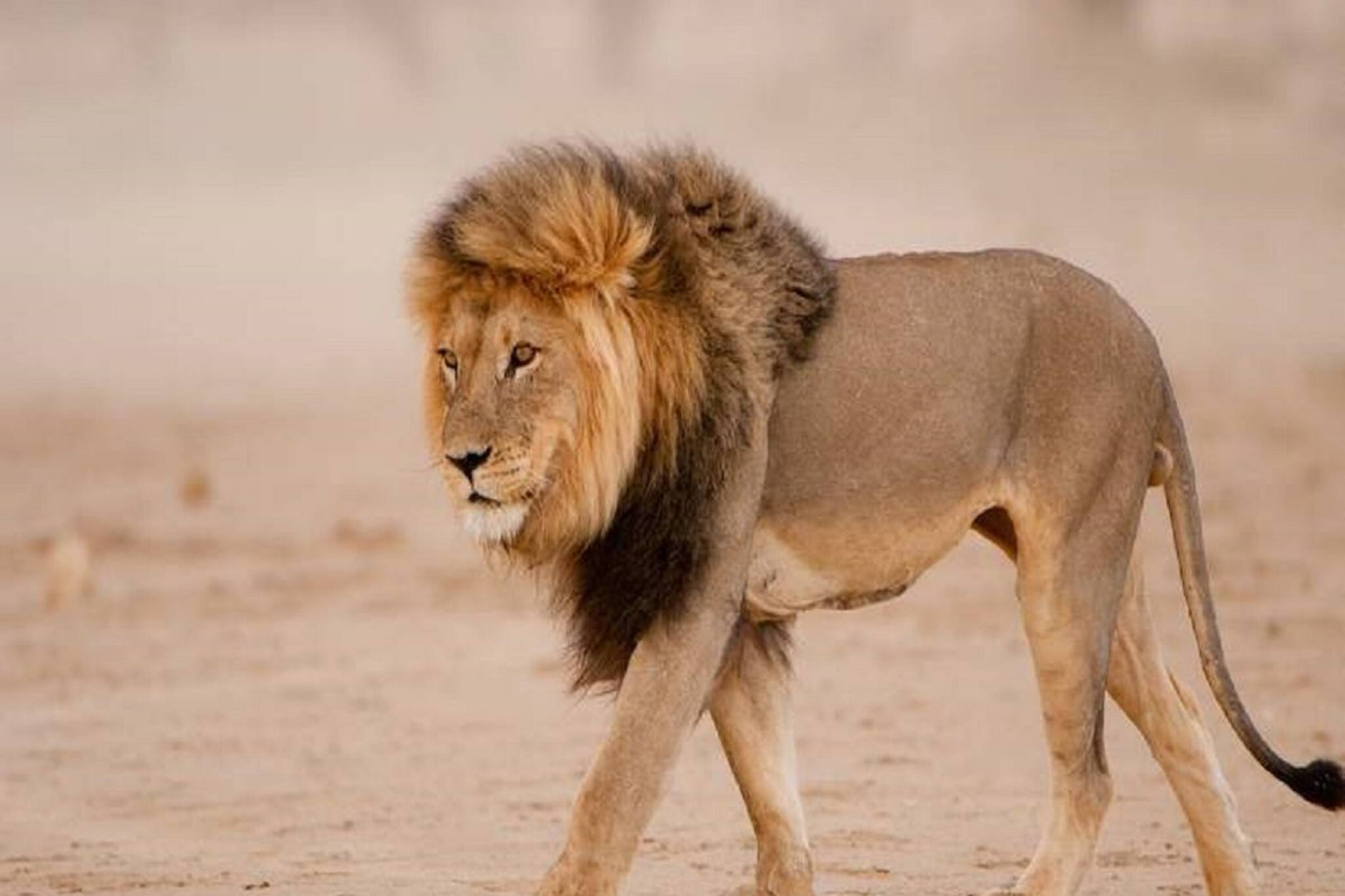 সিংহ তো বনের রাজা, বনের রানি কে বলুন তো?