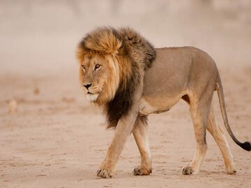 সিংহ তো বনের রাজা, বনের রানি কে বলুন তো?