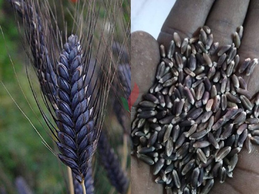 বিহারে সম্প্রতি কৃষকদের মধ্যে নানা পরীক্ষামূলক চাষের প্রবণতা বাড়ছে। এখানকার কৃষকরা বিভিন্ন জাতের ফসল চাষ করে ভাল মুনাফা অর্জন করেন। এরই ধারাবাহিকতায় এবার কালো ধানের পর কালো গমের চাষও করেছেন বাঁকা জেলার এই কৃষক। কালো ধানের পাশাপাশি কালো গমের চাষ করলে দ্বিগুণ লাভ পাওয়া যায় বলে মনে করছেন চাষিরা। এটি বাঁকা জেলার অমরপুরের কৃষক সঞ্জীব কুমার চাষ করেছেন। বিহারে সম্প্রতি কৃষকদের মধ্যে নানা পরীক্ষামূলক চাষের প্রবণতা বাড়ছে। এখানকার কৃষকরা বিভিন্ন জাতের ফসল চাষ করে ভাল মুনাফা অর্জন করেন। এরই ধারাবাহিকতায় এবার কালো ধানের পর কালো গমের চাষও করেছেন বাঁকা জেলার এই কৃষক। কালো ধানের পাশাপাশি কালো গমের চাষ করলে দ্বিগুণ লাভ পাওয়া যায় বলে মনে করছেন চাষিরা। এটি বাঁকা জেলার অমরপুরের কৃষক সঞ্জীব কুমার চাষ করেছেন।