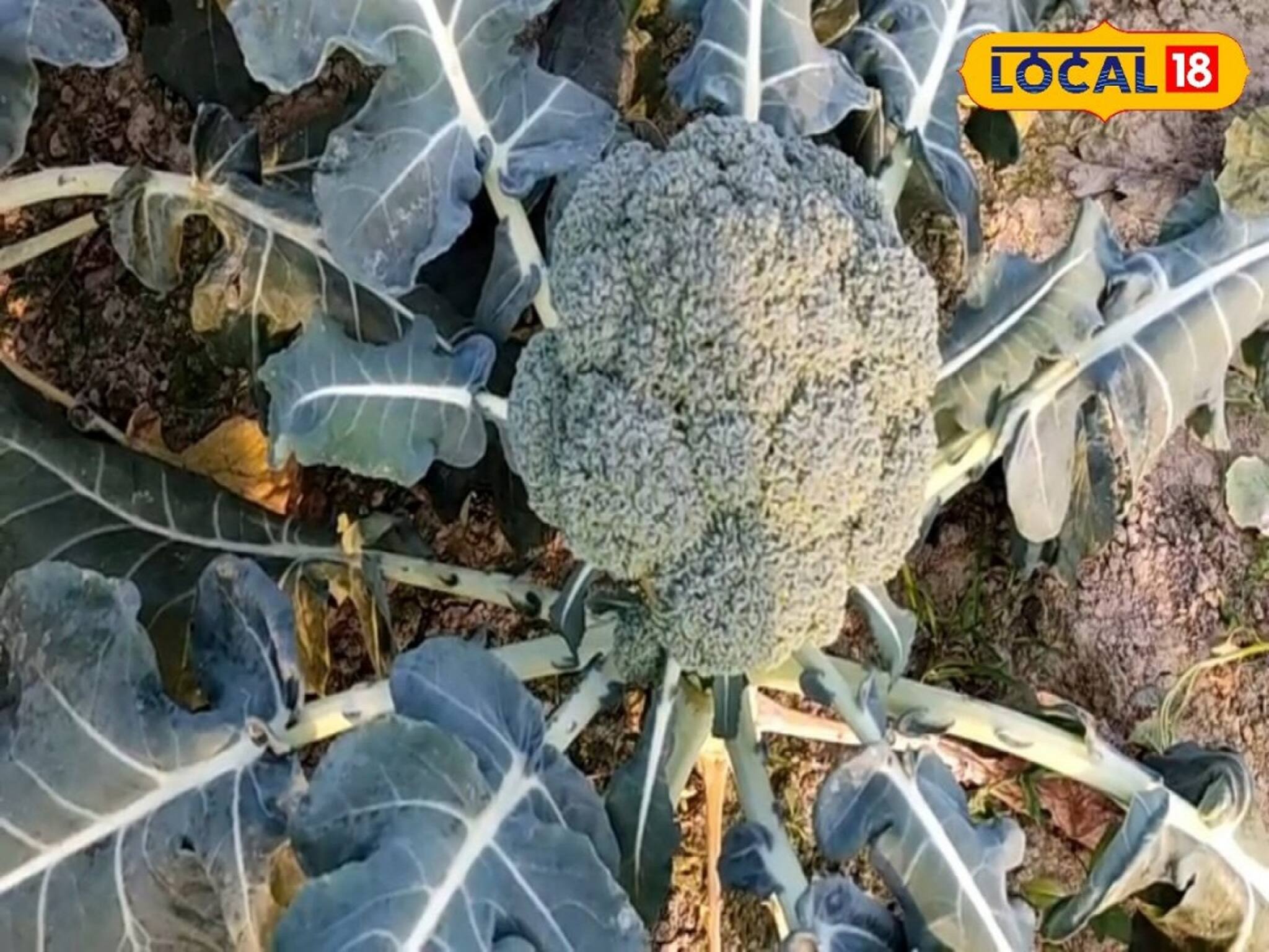 টবেই হবে ব্রকলি! অবাক হবেন না! জেনে নিন পদ্ধতি