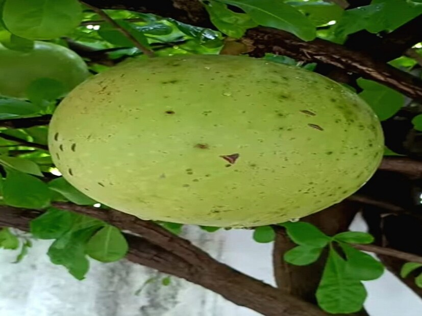 একটি ফলের সর্বোচ্চ ওজন ১০-১২ কেজি হয়, যা এক হাতে ধরে রাখা সহজ ব্যাপার নয়। বেলের মত দেখতে এবং একটা বেলের দশগুণ বড়, তাই এই ফল কে গ্রামের সবাই দশবেল বলেই জানেন। ফল পেকে গেলে তার খোল এতটাই শক্ত হয়ে যায়, যা সহজে ভাঙা যায় না। আর তাই জানা যায় এই অদ্ভুত ফলের খোল দিয়ে বাদ্যযন্ত্র তৈরি করা হয়। সেন্ট লুইসা দেশের জাতীয় গাছ এই CALABASH।