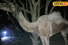 ফের ১১ উট উদ্ধার! গ্রেফতার ৪, কেন রাজস্থান থেকে মুর্শিদাবাদে পাচার হয় এত উট
