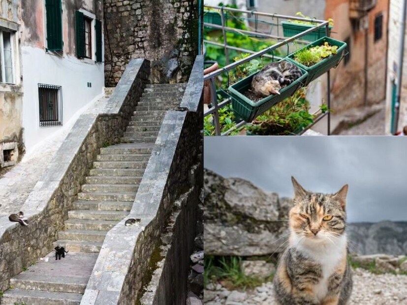 পৃথিবীতে এমন একটি শহর রয়েছে (City of Cats), যেখানে বিড়ালপ্রেমীরা গেলে তাদের আর ফিরে আসতে ভাল লাগবে না, কারণ এখানে প্রায় প্রতিটি রাস্তায় ঘোরাঘুরি করে শুধু বিড়াল। এই কারণে, এই শহরটি অনন্য, এবং বিড়াল প্রেমীদের জন্য স্বর্গের চেয়ে কম নয়!