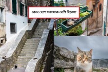 বলুন তো বিশ্বের কোন শহরে সবথেকে বেশি বিড়াল?শহরের রেস্তোরাঁ,মুদি দোকনই খেতে দেয়