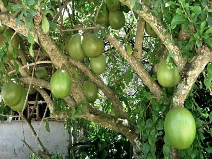উত্তর ২৪ পরগনা আমডাঙ্গা ব্লকের বহিছগাছি এলাকায় এমনই গাছ রয়েছে ১০০ বছরের বেশি সময় ধরে। ইংরেজিতে এই ফলের নাম Calabash (কেলাবাস)। আমডাঙ্গা বৈইছগাছিয়া এলাকায় এই গাছ এবং ফল দেখতে দূরদূরান্ত থেকে মানুষ আসেন। রাস্তা দিয়ে যাওয়ার সময় এই অদ্ভুত ফল দেখলেই দাঁড়িয়ে ক্যামেরাবন্দি করেন অনেকে। গ্রামের বাসিন্দা গিয়াসউদ্দিন সাহেবের ভিটেয় এই গাছ তাঁর পিতা বসিয়েছিলেন বলেই জানান।