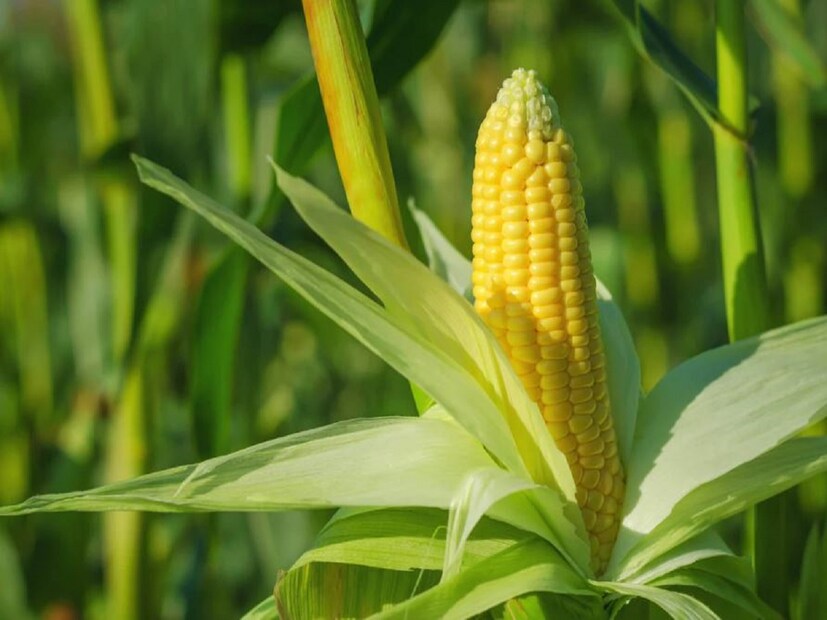 সুইট কর্ন ভুট্টা চাষ করে কম সময়ে বেশি লাভ করা যায়। জালালগড়ের কৃষি বিজ্ঞান কেন্দ্রের কৃষিবিদ দয়ানিধি চৌবে বলেন, সাধারণ ভুট্টা চাষের চেয়ে সুইট কর্ন ভুট্টা চাষ করাই ভাল। কারণ এটা অধিক লাভজনক। কৃষকরা কম সময়ে বেশি লাভ করতে পারেন। এই ভুট্টা চাষে চিরাচরিত ভুট্টা চাষের চেয়ে দ্বিগুণ লাভ হয়।