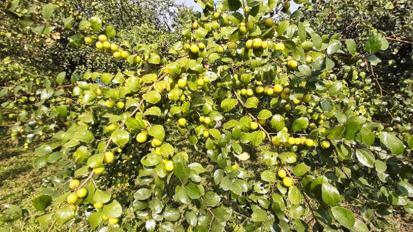 কুলের বৈজ্ঞানিক নাম  Ziziphus mauritiana! এটি একটি গ্রীষ্মমণ্ডলীয় ফল! কুলের ৪০টি প্রজাতি আছে। তার মধ্যে ভারতীয় ও চিনা কুলের চাষ হয়! এই কুলেরত ইংরেজি হল Jujube বা  jujube fruit! photo source collected 
