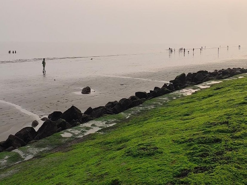 দিঘার সমুদ্র সৈকতে অনেক দিন ধরেই এই শ্যাওলা এই মরণফাঁদ তৈরি হয়েছে৷ দূর থেকেই অনেকেই দেখে বুঝতে পারছেন না৷ কিন্তু কাছে এসে ওই শ্যাওলার উপরে পা রেখে সেলফি অথবা ছবি তুলতে গিয়ে পিছলে গিয়ে আছাড় খাচ্ছেন অনেক পর্যটক৷ 