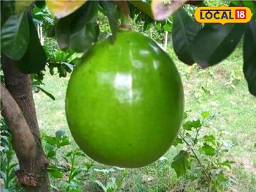 ১২ কেজির এই বিশালাকৃতি এই ফল, নাম নাকি ডুগডুগি,শুধু পাওয়া যায় বাংলার এই গ্রামে
