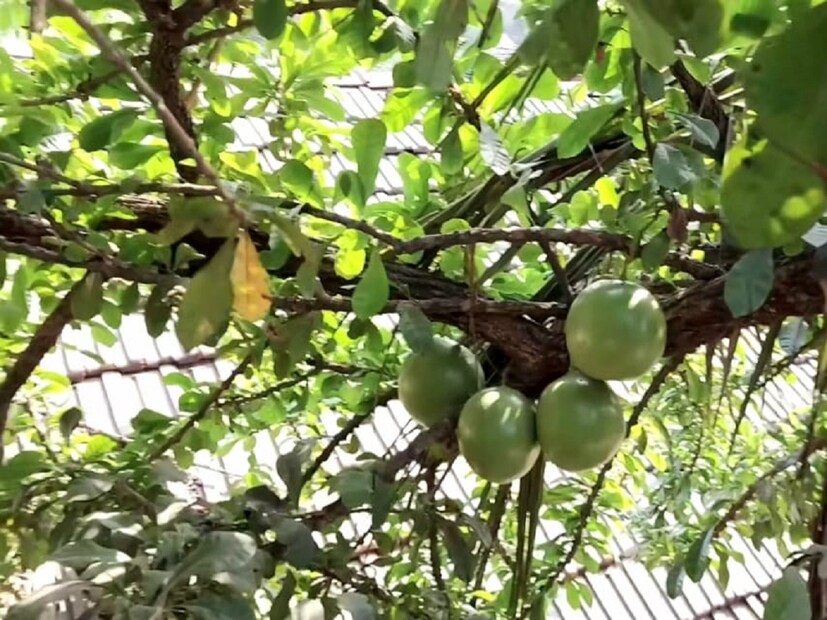 গ্রামের মানুষ এই ফল নিয়ে গর্বিত, কারণ এই ফলের জন্যই গ্রামকে আজ সকলে চেনেন। ফলগুলি হওয়ার সময় প্রথমে কুঁড়ি আসে, তারপর সেখান থেকে ধুতরা ফুলের মত ফুল হয়। সেখান থেকে ফল। গরমের সময় এই ফল বেশি হয়। তবে সারাবছরই ফল থাকে গাছে।