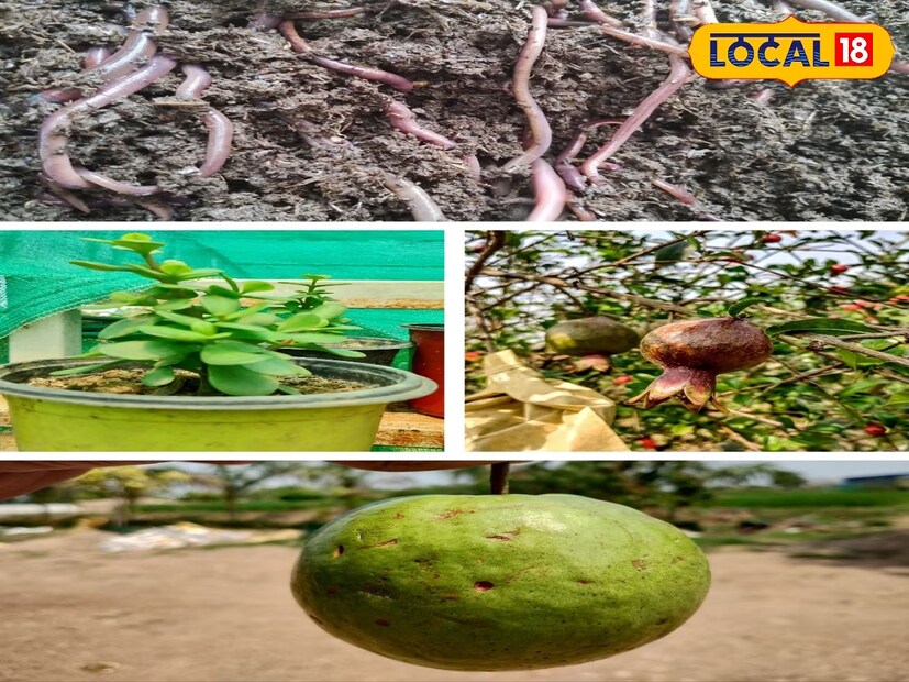 বিভিন্ন জৈব পদার্থ পচিয়ে কেঁচোর মাধ্যমে প্রাকৃতিক উপায়ে যে জৈব সার তৈরি করা হয় তাকে ভার্মিকম্পোস্ট বা কেঁচো সার বলে।