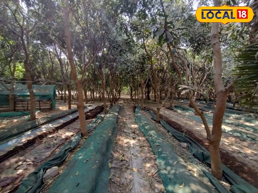 ভার্মি কম্পোস্ট ব্যবহারকারী সংস্থার এক আধিকারিক জানান, খুব কম খরচে এই জৈব সার ফসল ফলাতে পারে