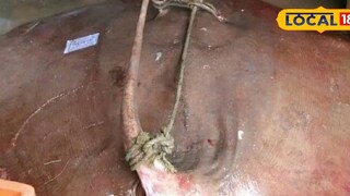 চিংড়ি ধরতে গিয়ে জালে দৈত্যাকার প্রাণী! কাকদ্বীপে ১০০ কেজির কী মাছ