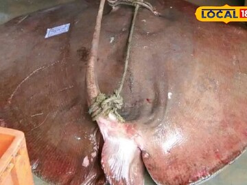 চিংড়ি ধরতে গিয়ে জালে দৈত্যাকার প্রাণী! কাকদ্বীপে ১০০ কেজির কী মাছ